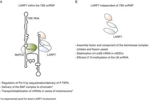 Figure 4. Versatile functions of LARP7. Summary of the 7SK snRNP-dependent (A) and – independent (B) roles of LARP7