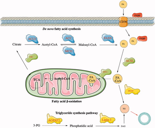 Figure 2. The lipid metabolism process. FA enters the cell through CD36. FA is catalyzed by the ACSL enzyme in the cell to generate FA-CoA, which is a precursor of acetyl-CoA and is used as a substrate in the TCA reaction in the mitochondria. The role of FA-CoA in DGAT is to generate TG and secrete lipid droplets to store energy.