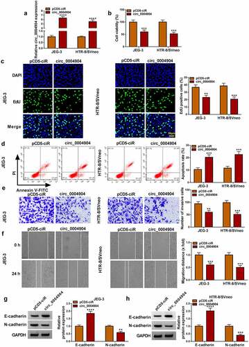 Figure 2. Circ_0004904 inhibited proliferation, invasion, migration and EMT but enhanced apoptosis of trophoblast cells. the pCD5-ciR and circ_0004904 were transfected into JEG-3 and HTR-8/svneo cells, respectively. (a) Circ_0004904 expression was determined through RT-qPCR. (b-c) Cell viability (b) and proliferation (c) were evaluated through CCK-8 assay and EdU assay. (D) the apoptosis rate was examined through flow cytometry. (e-f) Cell invasion (e) and migration (f) were assessed through transwell assay and wound healing assay. (g-h) E-cadherin and N-cadherin protein levels were detected through western blot. Experiments were repeated for three times with three parallels. **P <0.01, ***P <0.001, ****P <0.0001.