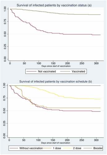Figure 3. Survival of HD patients infected by SARS-CoV-2 during the year 2021, NephroCare-Chile: (a) from the start of vaccination differentiated by vaccinated and unvaccinated and (b) from the start of vaccination differentiated according to vaccination schedule.