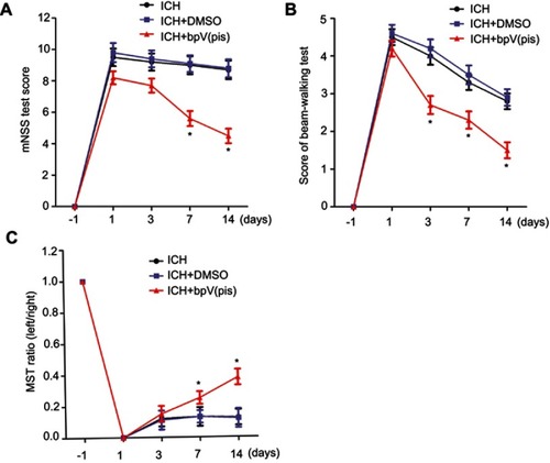 Figure 8 BpV(pis) improves functional recovery in ICH animals. (A) ICH+bpV(pis) (200 μM, 5 μL) group have lower scores of mNSS test compared with ICH+DMSO group at days 7 and 14. (B) ICH rats with bpV(pis) injection have lower scores in beam-walking compared with ICH+DMSO group. Animals of the ICH group have higher scores than ICH+bpV(pis) group test at days 3, 7, and 14 after ICH. (C) ICH rats with bpV(pis) injection have a higher ratio of MST compared with ICH+DMSO group at days 3, 7, and 14 (n=6 in each group. *P<0.05 vs ICH+DMSO group on the same day, ANOVA test).