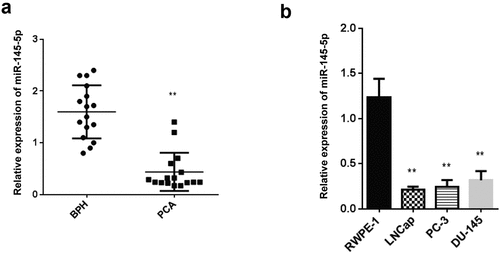 Figure 1. Level of miR-145-5p is downregulated in PCa