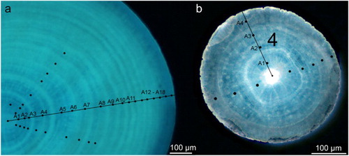 Figure 2. Cross-section under ultraviolet (UV) light (100× magnification). a, Anthoptilum grandiflorum; b, Pennatula aculeata. The putative growth increments visualized as rings are marked by black dots.