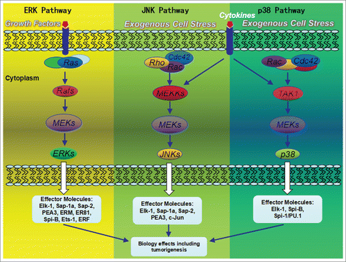 Figure 4. MAP kinase pathways and their mammalian ETS-domain transcription factor targets. ERK, p38 and JNK pathways are activated by distinct upstream kinases in response to a wide variety of extracellular signals such as growth factors, cytokine factors, and stress. Various substrates in the cytoplasma and the nucleus of the cell were activated, including transcription factors. These downstream targets control cellular responses.