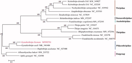 Figure 1. The maximum-likelihood (ML) phylogenetic tree of Thysanoptera.
