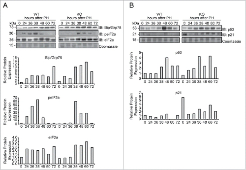 Figure 5. Evaluation of the ER stress response in Tm7sf2 KO mice during liver regeneration (A) WB analysis of Bip/Grp78, eIF2a and p-eIF2a protein expression during liver regeneration in WT and Tm7sf2 KO mice. The control of the proteins amount is represented by Coomassie Blue staining. Representative images are shown. Graphs represent the densitometric quantification of immunoblotting signal. (B) Levels of expression of the proteins p53 and p21, evaluated by WB. Coomassie Blue staining was used as loading control. Representative images are shown. Graphs represent the densitometric quantification of immunoblotting signal.