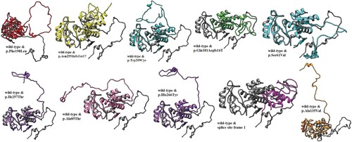 Figure 3. Superimposed structure of all reported RPIA proteins with wild-type RPIA protein.