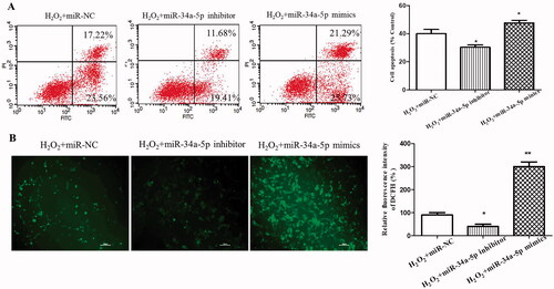 Figure 2. Effect of miR-34a-5p on apoptosis and ROS level of HLE-B3 cells. (A) Apoptosis of HLE-B3 cells transfected with miR-34-5p mimics and inhibitor after H2O2 exposure were determined by flow cytometry. (B) DCFH-DA assay was used to detect the ROS level of HLE-B3 cells transfected with miR-34-5p mimics and inhibitor. *p < 0.05; **p < 0.01.