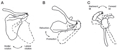 Figure 2. Scapular orientation. We adapted the terminology used in the original figure in (A) from downward rotation / upward rotation to medial rotation/ lateral rotation, in (B) from external rotation / internal rotation to retraction / protraction, and in (C) from posterior tilting/anterior tilting to backward tilt/forward tilt. Figures reprinted with permission from Borich et al. J Orthop Sports PhysTher 2006; 36: 926-934. http://dx.doi.org/10.2519/jospt.2006.2241.