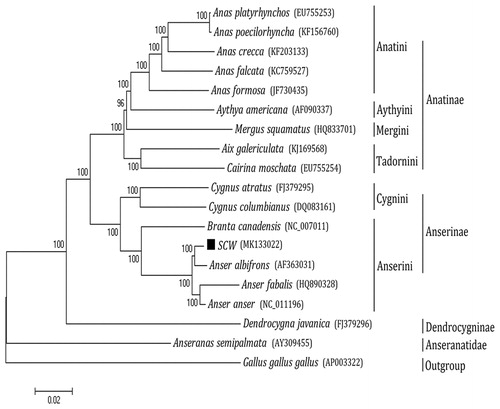 Figure 1. Phylogenetic analysis based on complete mitochondrial genome sequences. An N-J tree was built based on the phylogenetic analysis of 18 Anseriform species’ complete mitochondrial genomes. The mitochondrial genome sequences of the Anseriform species were obtained from the GenBank databases (Accession numbers are marked in the figure). SCW: Sichuan white goose.