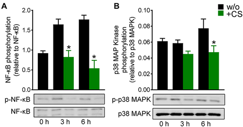Figure 5 Effects of celastrol (CS) on the activation of NF-κB and p38 MAPK in human M1-MDM. M0GM-CSF were pretreated for 15 minutes with 0.2 µM CS or 0.1% DMSO (as vehicle) prior to polarization to M1-MDM using LPS/IFNγ for 3 or 6 hours. Protein phosphorylation of (A) NF-κB p65 and (B) p38 MAPK was analyzed by SDS-PAGE and Western blotting using phospho-specific antibodies of cell lysates; the respective unphosphorylated proteins were used for normalization. Representative Western blots of n=3 independent experiments are shown; data are means±SEM. Densitometric ratios were used for statistical analysis. *p<0.05, CS-treated vs DMSO-treated, one-way ANOVA for multiple comparisons with Sidak’s correction.