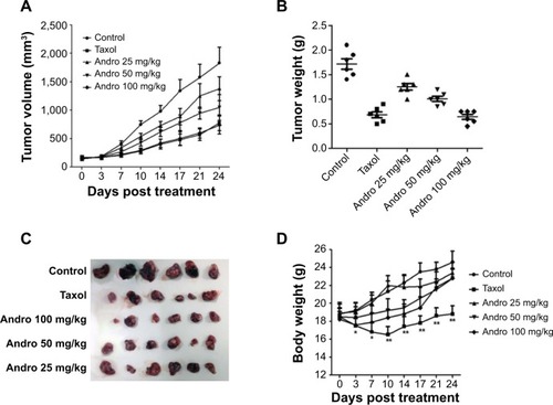 Figure 6 Andro suppressed the MDA-MB-231 xenograft tumor growth.