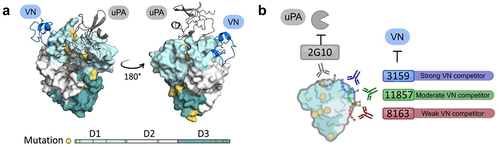 Figure 9. (a) Molecular surface representation of human uPAR-ATF-SMB complex. The uPA N-terminal fragment (ATF) is shown as a ribbon diagram in gray, and the somatomedin-B like domain of VN is shown as a ribbon diagram in blue. (PDB ID: 3BT1).Citation69 Mutation variants between human and cyno uPAR are highlighted in yellow. (b) Proposed binding model for lead antibodies to uPAR, highlighting their inhibitory effects for vitronectin binding and distinct binding epitopes compared to 2G10. 3159 and 8163 recognize distinct epitopes on uPAR, and 11857 has a partial overlapping epitope with 3159 and 8163.