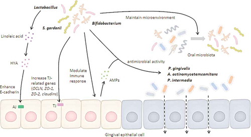 Figure 2. Possible mechanisms of beneficial microbes on gingival epithelial barrier function.Beneficial bacteria can either induce antimicrobial peptides (AMPs) through host immune response or express direct antimicrobial activity against barrier-disrupting pathogens. Beneficial bacteria and their derivatives (e.g., HYA) maintain the epithelial barrier by enhancing tight junction (TJ)-related gene expression. In addition, beneficial bacteria develop a favorable microenvironment that reduces the viability of barrier-disrupting pathogens. Altogether, both direct and indirect pathways regulated by beneficial bacteria are positively associated with maintenance of gingival epithelial barrier.