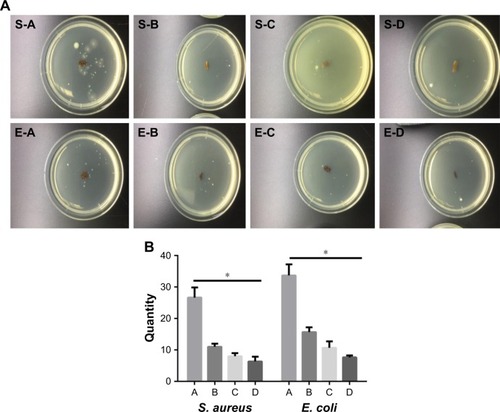 Figure 6 Antipollution experiment in vitro.Notes: (A) The small circle in the center of the culture dish is the material and the surrounding white spot is the adherent cells colony. (B) The number of adherent cells in the different groups. *Represents P<0.05. Group A (chitin), group B (chitin + amphiphilic ion), group C (chitin + quaternary ammonium salt), and group D (chitin + amphiphilic ion + quaternary ammonium salt). “S” represents S. aureus; “E” represents E. coil; “A” “B” “C” “D” represents groups A, B, C, and D.Abbreviations: S. aureus, Staphylococcus aureus; E. coli, Escherichia coli.