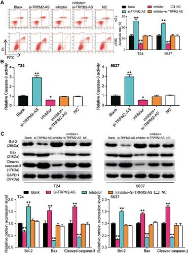 Figure 6 MiR-22-3p inhibitor inhibited cell apoptosis in BLCA cells, which was regulated by TRPM2-AS. (A) Flow cytometry was employed to measure the cell apoptosis in T24 and 5637 cells after transfecting miR-22-3p inhibitor, si-TRPM2-AS, negative control, blank control and co-transfected miR-22-3p inhibitor and si-TRPM2-AS. (B) Caspase-3 activation assay was employed to measure the caspase-3 activation in BLCA cells after transfecting miR-22-3p inhibitor, si-TRPM2-AS, negative control, blank control and co-transfected miR-22-3p inhibitor and si-TRPM2-AS. (C) Western blot assay was employed to measure the protein expression of Bax, Cleaved caspase-3 and Bcl-2 after transfecting miR-22-3p inhibitor, si-TRPM2-AS, negative control, blank control and co-transfected miR-22-3p inhibitor and si-TRPM2-AS. *P < 0.05, **P < 0.001 compared with blank group, ANOVA.