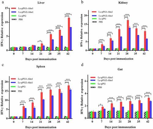 Figure 9. qRT-PCR analysis of the expression of TNF-α in Liver (a), Spleen(b), Kidney (c) and Intestine (D) of common carp (n = 5 fish/group) after immunization. Data are presented as mean ± SD fold increase relative to PBS control. *: p < 0.05, **: p < 0.01, ***: p < 0.001.