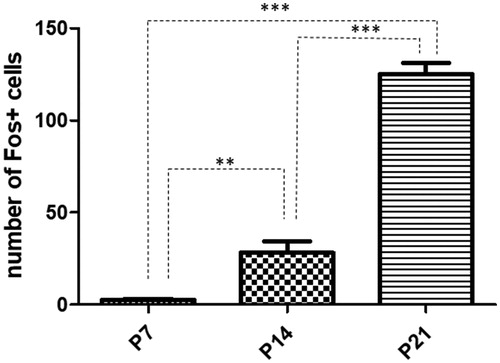 Figure 3. Quantitative analysis of Fos positive cells in the accessory olfactory bulb in rats exposed to single maternal separation (SMS). Graph shows the number of Fos positive cells in the P7 (2.610 ± 0.61), P14 (28.24 ± 6.17), and P21 (125.3 ± 5.94) animals after SMS. Data are shown as mean ± SEM. Asterisks indicate significant difference, **p < .01 and ***p < .001.