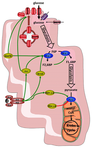 Figure 1. Principal points of regulation of glucose metabolism in cardiac myocytes. Glucose enters cardiac myocytes by facilitated diffusion through GLUT (mostly GLUT4) transporters and to a minor extent by cotransport with sodium through SGLT1. Glycolysis yields pyruvate, which is converted to acetyl-CoA to undergo mitochondrial oxidation in the Krebs cycle. Principal points of regulation are transmembrane transport, regulated by translocation of GLUT4, the PFK-1 reaction, which is stimulated by F2,6BP, and activity of the pyruvate dehydrogenase complex, regulated by phosphorylation by PDH kinases or dephosphorylation by PDH phosphatases. See text for details. Abbreviations: AMPK, AMP-activated protein kinase; F1,6BP, fructose-1,6-bisphosphate; F2,6BP, fructose-2,6-bisphosphate; F6P, fructose-6-phosphate; GLUT1 or 4, facilitative glucose transporters; Ins, insulin; IRα/β, insulin receptor, subunit α, respectively β; PDC, pyruvate dehydrogenase complex; PDK1-4, pyruvate dehydrogenase kinase 1 to 4; PDPC1-2, pyruvate dehydrogenase phosphatase 1 or 2; PFK-1, 6-phosphofructo-1-kinase; PFK-2, 6-phosphofructo-2-kinase; SGLT1, sodium-glucose cotransporter 1; WISK, wortmannin-sensitive and insulin-stimulated protein kinase.