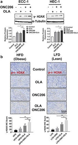 Figure 5. Olaparib and ONC206 induced the expression of phosphorylated γ-H2A× in vitro and in vivo. ECC-1 and HEC-1A cells were treated with 0.1 µM ONC206, 1 µM olaparib and the combination for 24 h. Western blotting showed that olaparib and ONC206 increased the expression of phosphorylated γ-H2A× in both cell lines with greater expression in the combination treatment (a). The expression of phosphorylated γ-H2A× in tumor tissues was detected by immunohistochemical staining after Lkb1fl/flp53 fl/fl mice were treated with ONC206, olaparib and the combination for 4 weeks. Dual therapy with olaparib and ONC206 increased gamma-H2A× as compared to treatment with either drug alone in obese and lean mice (b). OLA is an abbreviation for Olaparib. (* = p < .05, ** = p < .01).