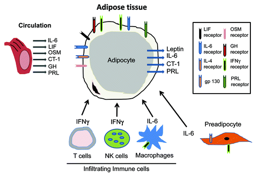 Figure 2. Adipocytes are central players in responding to and producing STAT activating hormones. Adipose tissue is largely comprised of adipocytes but also contains preadipocytes and infiltrating immune cells, including NK cells, T cells and macrophages. Adipocytes are highly responsive to many hormones and growth factors that utilize the JAK-STAT pathway. The receptors for these ligands are indicated in the diagram. Infiltrating immune cells also produce cytokines that act in a paracrine fashion to activated STAT signaling in adipocytes. Adipocytes also have important endocrine properties and four JAK-STAT activating hormones have been shown to be produced from adipocytes.