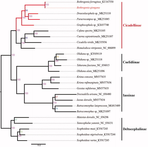 Figure 1. Phylogenetic analyses of Bothrogonia qiongana based on the amino acid sequences of the 13 PCGs. Numbers at nodes are bootstrap values. The GenBank accession number for each species is indicated after the scientific name.