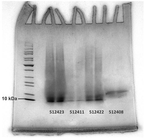 Figure 4. Separation of peptides according to molecular mass using SDS-PAGE. 10 kDa fragment of the ladder is indicated at the left. Sample types: 512408 and 512411: hydrolysed proteins, 512422 and 512423: PAPs.