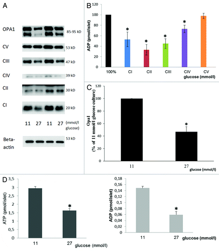 Figure 7. Effects of 3 weeks culture in vitro in 11 or 27 mmol/l glucose on sub-units of mitochondrial complexes I-V (A and quantified in B), OPA 1 (A and quantified in C) and on ATP and ADP levels (D). Immunoblotting was performed on islets cultured either at 27 or 11 mmol/l glucose. In (A), (B) and (C) mean ± SEM of four individual experiments expressed as percentage of results in islets cultured in 11 mmol/l glucose (100%). *p < 0.05 or less vs. 11 mmol/l glucose culture. ATP and ADP levels: Mean ± SEM of four individual experiments. *p < 0.001 or less vs. 11 mmol/l glucose culture.