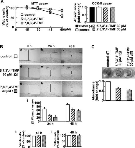 Figure 2. 5,7,3′,4′-TMF or 7,8,3′,4′-TMF inhibits the motility of HCT116 cells. (A) Effects of TMFs on cell viability and proliferation of HCT116. Left panel: MTT assay. Cells were treated with TMFs at the indicated concentrations and incubated for 72 h. Right panel: CCK-8 assay. Cells were treated with 30 μM TMF and incubated for 72 h. The amount of the formazan dye generated by dehydrogenase was assayed and presented as fold-change relative to the control or without dimethyl sulfoxide (DMSO). Data are presented as the mean ± SE. MTT and CCK-8 assays were performed in sextuplicate culture wells and repeated three times each. (B) Effects of TMFs on cell migration: control (a, b, and c), 5,7,3′,4′-TMF (d, e, and f), 7,8,3′,4′-TMF (g, h, and i) at 0 (a, d, and g), 24 (b, e, and h), and 48 h (c, f, and i) after wounding. Indicated lines show the scratch width. Representative images from the results of three independent wound healing assays (j). The wound area was measured and analyzed using the ImageJ software. Data are presented as the mean ± SE. At 48 h after wounding, the percentage of viable cells (k) and the total cell counts (l) were determined using a trypan blue dye exclusion assay. Experiments were performed in triplicate and repeated three times. (C) Effects of TMFs on cell invasion. Left: Invaded cells were visualized by cell staining. Right: Invasive cells were quantified at an optical density (OD) of 560 nm after extraction. Data represent the mean ± SE of three independent experiments. Statistical analyses indicated that TMFs were not associated with proliferation at concentrations below 30 μM and that they inhibit the motility of HCT116 cells.