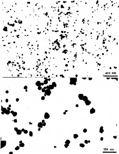 Figure 3. TEM micrographs of PAA nanoparticles.
