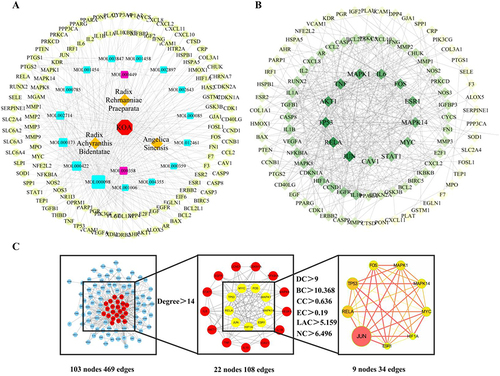 Figure 6 Construction of “drug-active component-target-disease” and PPI networks. (A) The “drug-active component-target-disease network”. The red octagon represents disease, the blue quadrangle represents active compounds, the purple quadrangle represents common components, the yellow diamonds represent drugs, and the green circle represents compound targets. (B) PPI network of RAR-targeted common proteins for KOA therapy. The target proteins are shown as diamonds, with darker hues suggesting greater relevance. (C) The nine key RAR target genes for KOA. The size and color of the circle in the figure represent the degree value, and the thickness of the links between genes represents the combined score value.