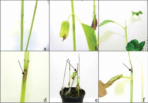 Fig. 1 (Colour online) Control and diseased sunflower seedlings inoculated with Macrophomina phaseolina using different methods. (a) Toothpick method control and (d) inoculated seedlings; (b) stem-tape method control and (e) inoculated seedlings; and (c) cut-stem method inoculated and (f) control seedlings. Arrows indicate the symptoms