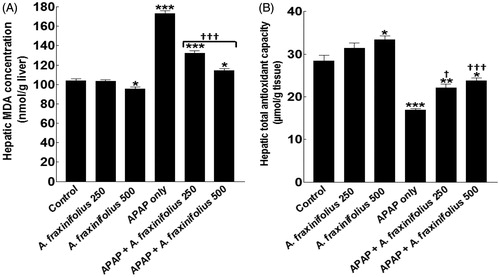 Figure 7. Hepatic MDA concentration (A) and total antioxidant capacity (B) of control and intoxicated rats. Values are means, with their standard errors represented by vertical bars. A. fraxinifolius: Acrocarpus fraxinifolius; APAP: N-acetyl-p-aminophenol; MDA: malondialdehyde *p < 0.05, **p < 0.01, ***p < 0.001: compared with the healthy control group; †p < 0.05, †††p < 0.001: compared with the APAP-intoxicated group that received vehicle; (one-way ANOVA with Tukey’s multiple comparison test).