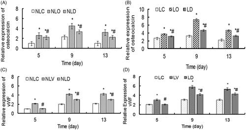 Figure 9. The relative expression levels of osteocalcin and vWF in BMSCs of each group were detected by quantitative real-time PCR. The relative gene expression of osteoblast inducer groups (LO, NLO, LD and NLD groups) and endothelial cell inducer groups (LV, NLV, LD and NLD groups) in the LIPUS and non-LIPUS groups were compared. (A) The relative expression of osteocalcin in the NLC, NLO and NLD groups. Compared with the NLC group, *p < .05. Compared with the NLO group, #p < .05. (B) The relative expression of osteocalcin in the LC, LO and LD groups. Compared with the LC group, *p < .05. Compared with the LO group, #p < .05. (C) The relative expression of vWF in the NLC, NLV and NLD groups. Compared with the NLC group, *p < .05. Compared with the NLV group, #p < .05. (D) The relative expression of vWF in the LC, LV and LD groups. Compared with the LC group, *p < .05. Compared with the LV group, #p < .05.