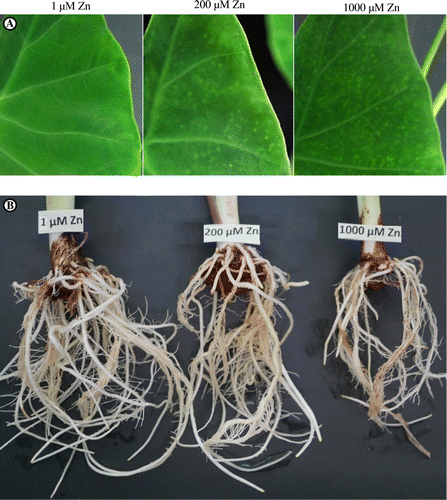 Figure 1. Photographs showing the effects of Zn treatments on (A) leaf blades and (B) roots of eddo.
