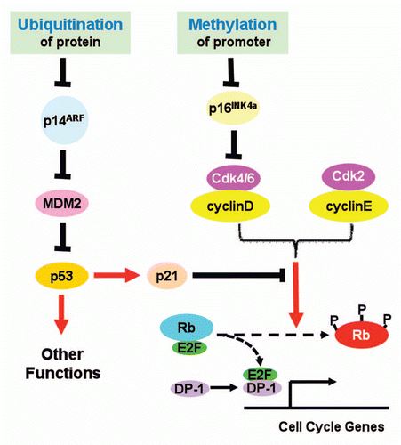 Figure 1 Proposed roles of protein ubiquitination and promoter methylation in control of INK4a/ARF expression. See text for detailed explanation.
