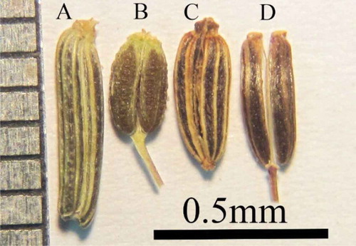Figure 6. The view of mature fruit in (A) E. cylindrica (narrow and cylindrical; ribs: undulate), (B) B. paucifolium (elliptic to ovate; ribs: flat), (C) E. persica (ovate to broad; ribs: undulate) and (D) E. wolffii (cylindrical; ribs: wavy).