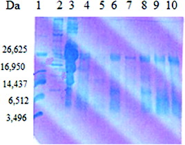 Figure 4. SDS-PAGE analysis of the whey fraction of goat milk after cultivation of selected LAB and starter cultures. Lane 1: ultra-low-molecular-weight marker (Sigma-Aldrich); Lane 2: high-molecular protein marker (Sigma-Aldrich); Lane 3: goat milk; Lane 4: starter culture LBB C-2; Lane 5: L. delbrueckii subs. bulgaricus b38; Lane 6: S. thermophilus t37; Lane 7: L. helveticus Q40; Lane 8: S. thermophilus tD1; Lane 9: starter culture LBB BY 145-18; Lane 10: L. delbrueckii subsp. bulgaricus b48.