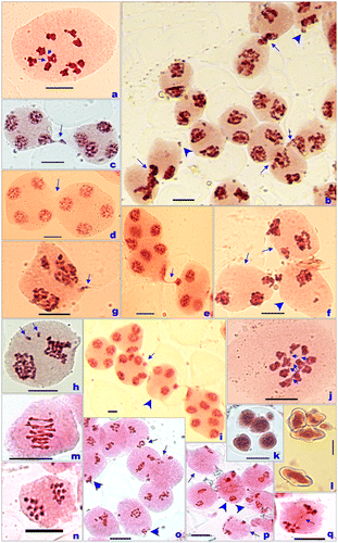 Figure 4. PMCs (pollen mother cells) showing meiotic chromosome numbers and meiotic abnormalities, and pollen grains. (a) Metaphase-I, n = 11; (b) chromatin transfer (arrows) and broken chromatin strands at A-I (arrowheads); (c) chromatin transfer at T-II; (d) broad cytomictic channels (arrow) without chromatin material transfer at T-II; (e) unidirectional chromatin transfer at T-II by forming single narrow strand with broad head; (f) hypoploid (arrowhead) and hyperploid (arrows) PMCs; (g) hyperploid PMC with (arrows) broken chromatin strands at A-I; (h) laggards (arrows) at A-I; (i) a PMC at T-II having seven different sized nuclei, and adjacent one with only three nuclei receiving chromatin from another PMC; (j) interbivalent connections (arrows); (k) sporad with a micronucleus; (l) heterogeneously sized stained pollen grains; (m) metaphase-I, n = 9; (n) 9:9 chromosome distributions at M-II; (o) chromatin transfer (arrows) and broken chromatin strands at A-I I (arrowheads); (p) hypoploid (arrows) and hyperploid (arrowhead) PMCs; (q) chromatin bridge at A-I. Scale bar =10 µm.
