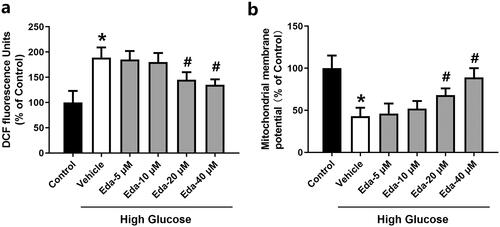 Figure 4. Edaravone reduces ROS levels and restores the mitochondrial membrane potential in Müller cells cultured in high glucose. Figure 4(a) shows the changes in DCF fluorescence signal. Figure 4(b) shows the changes in mitochondrial membrane potential. Eda: edaravone. DCF: 2′,7′-dichlorodihydrofluorescein. ROS: reactive oxygen species. *p < 0.05 compared to the control group. #p < 0.05 compared to the vehicle group. N = 12.