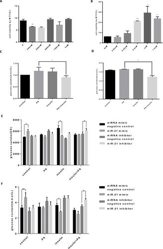 Figure 4 Palmitic acid-induced insulin resistance model (A) HTR-8/SVneo cells were treated with palmitic acid (0.1, 0.25, 0.5, 0.75, and 1.0 μM) for 24 h, and the cell viability was measured. n = 3 per group. (B) HTR-8/SVneo cells were treated with insulin (0.05, 0.25, 0.5, 1.0, and 1.5 μM) for 24 h, and the cell viability was measured. n = 3 per group. (C) Glucose uptake in HTR-8/SVneo cells. The absorption of glucose by HTR-8/SVneo cells increased in the insulin (0.25 μM) and PA (0.5 μM) treated groups. The PA and insulin synergistic treatment groups showed a significant decrease compared with the glucose uptake of the PA group. n = 3 per group. (D) Total amount of sugar in HTR-8/SVneo cells. n = 3 per group. (E) Glucose uptake by HTR-8/SVneo cells transfected with miR-21. HTR-8/SVneo cells transfected with miR-21 mimics had an early time for insulin resistance, and the insulin (0.25 μM) group had a significant decrease in glucose uptake and was not sensitive to insulin. The amount of glucose uptake in the miR-21 inhibitor group was significantly increased, but insulin resistance did not occur; low dose of miR-21 prevented the development of insulin resistance. n = 3 per group. (F) Total sugar content of HTR-8/SVneo cells transfected with miR-21. HTR-8/SVNEO cells transfected with miR-21 mimics developed insulin resistance in advance, and the insulin absorption capacity of the insulin (0.25 μM) group was significantly decreased. In the miR-21 inhibitor group, the total glucose content of the PA (0.5 μM) and insulin (0.25 μM) co-treatment groups was significantly increased, and the low dose of miR-21 destroyed the development of insulin resistance, while simultaneously causing insulin resistance. n = 3 per group. *P<0.05, **P<0.01, ***P<0.001.