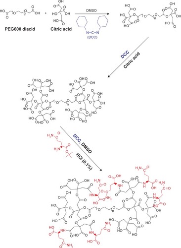 Scheme 1 The preparation routes of dendrimer-G2 and glutamine conjugation.Abbreviations: DCC, N, N′-dicyclohexylcarbodiimide; DMSO, dimethyl sulfoxide.