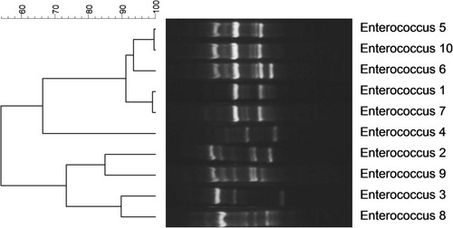 Figure 3 Genotyping of Enterococcus spp. strains with HAI at the Children’s Medical Center.