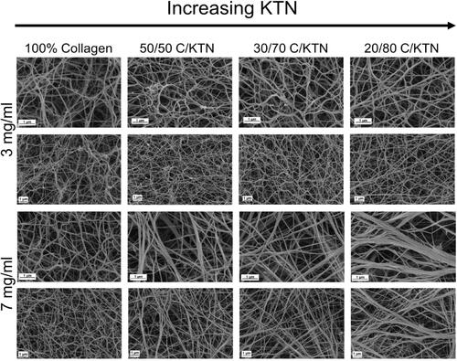Figure 1. ECM structure of hydrogels imaged with SEM. Representative SEM images of 3 and 7 mg/ml collagen hydrogels with increasing KTN content at ×50,000 and ×25,000 magnification. Second and 4th rows represent the zoomed out images of the first and third rows, respectively. Three milligrams per milliliter hydrogels appeared to exhibit minimal difference in fiber structure with increased KTN concentration; on the other hand, fiber structure of 7 mg/ml hydrogels changed with increase in KTN concentration as porosity decreased and fiber bundling increased.