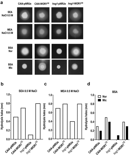 Figure 6. Determination of phospholipase and protease activity in WOR1OE cells.
