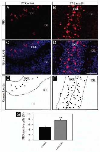 Figure 6 Increased proliferation of granule cell precursors in P7 Lama1cko animals (PH3). Coronal sections of P7 control (A and C) and Lama1cko (B and D) cerebella stained for the proliferation marker PH3 and counterstained with DAPI. Camera lucida drawing highlights the localization of PH3 positive cells (E and F). The dashed line represents the limit between the EGL and IGL. (G) Quantification of PH3 positive cells (**p < 0.01). Scale bar: 100 µm. EGL, External Granular Layer; IGL, Internal Granular Layer.