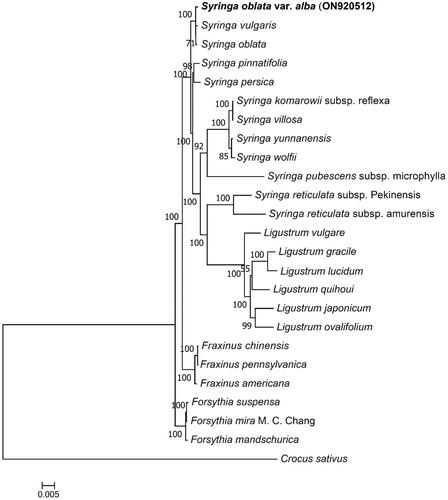 Figure 3. Maximum-likelihood (ML) phylogenetic tree based on the complete chloroplast genome of S. oblata var. alba and 24 other species. The following sequences were used.