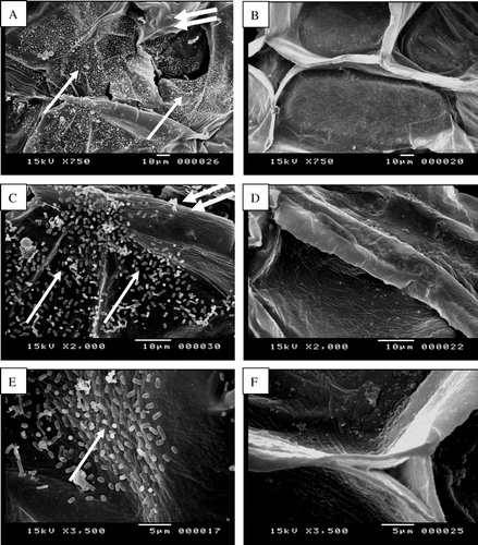 Figure 5.  Scanning electron micrographs show internal colonization of fleshy scale leaves cells by Pseudomonas aeruginosa (single arrows, A, C, E) 7 days after inoculation as compared with uninfected fleshy scale leaves cells (B, D, F). Note the infected onion fleshy scale leaves cells show cell wall loosening and maceration (double arrows, A, C) as compared with uninfected onion fleshy scale leave cells (B, D).