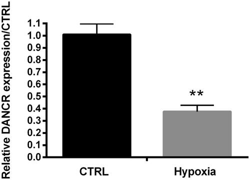 Figure 2. Hypoxia suppressed DANCR expression. DANCR expression was examined through qRT-PCR. CTRL, control. **p < .01 contrasted with control group.