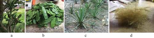 Figure 1. Representative specimens of the plants for the obtention of natural additives: Nopal plant (a), obtention of mucilage (b), Agave Lechuguilla torrey plant (c), and Ixtle fibers (d)